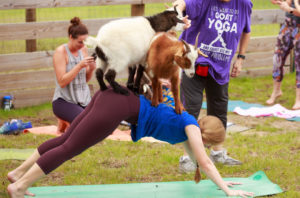 goat yoga baby